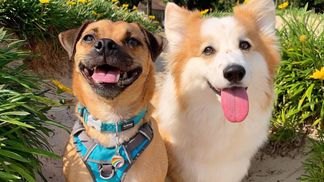 Лег и полз по полу: собака смешно скопировала походку друга-корги