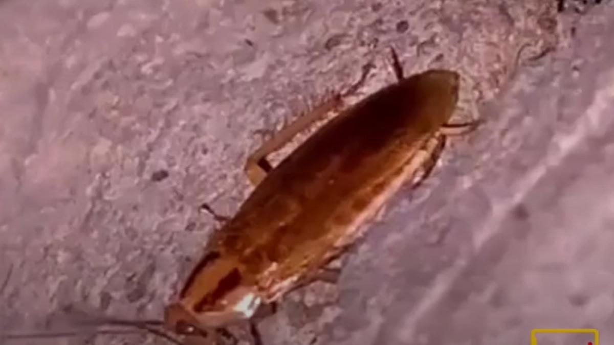 В кафе на территории харьковского аквапарка заметили тараканов: видео с места происшествия