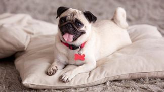 Мопс учил малыша ползать: забавное видео с урока четырехлапого