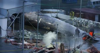 Ісландія має намір припинити китобійний промисел: коли це станеться