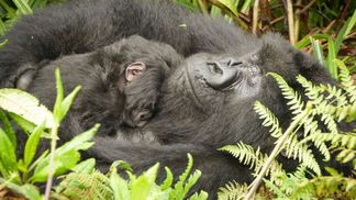 Горилла решила позаботиться о чужом ребенке: трогательное видео