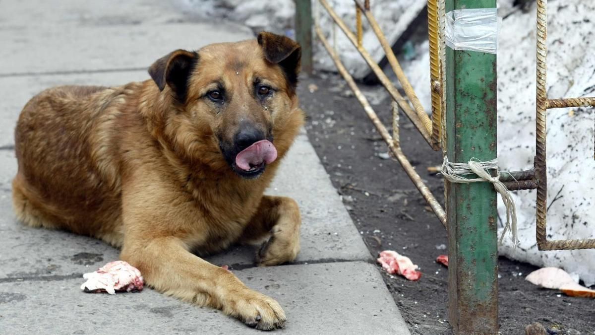 У київському Гідропарку доґхантери отруїли собак, поліцейські шукають злочинців - Київ