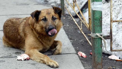 Київські доґхантери перейшли у наступ: у Гідропарку отруїли двох собак