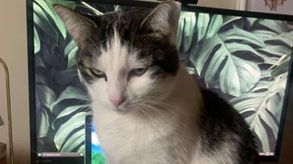 Работница месяца: кошка отправляла смешные сообщения коллегам хозяйки