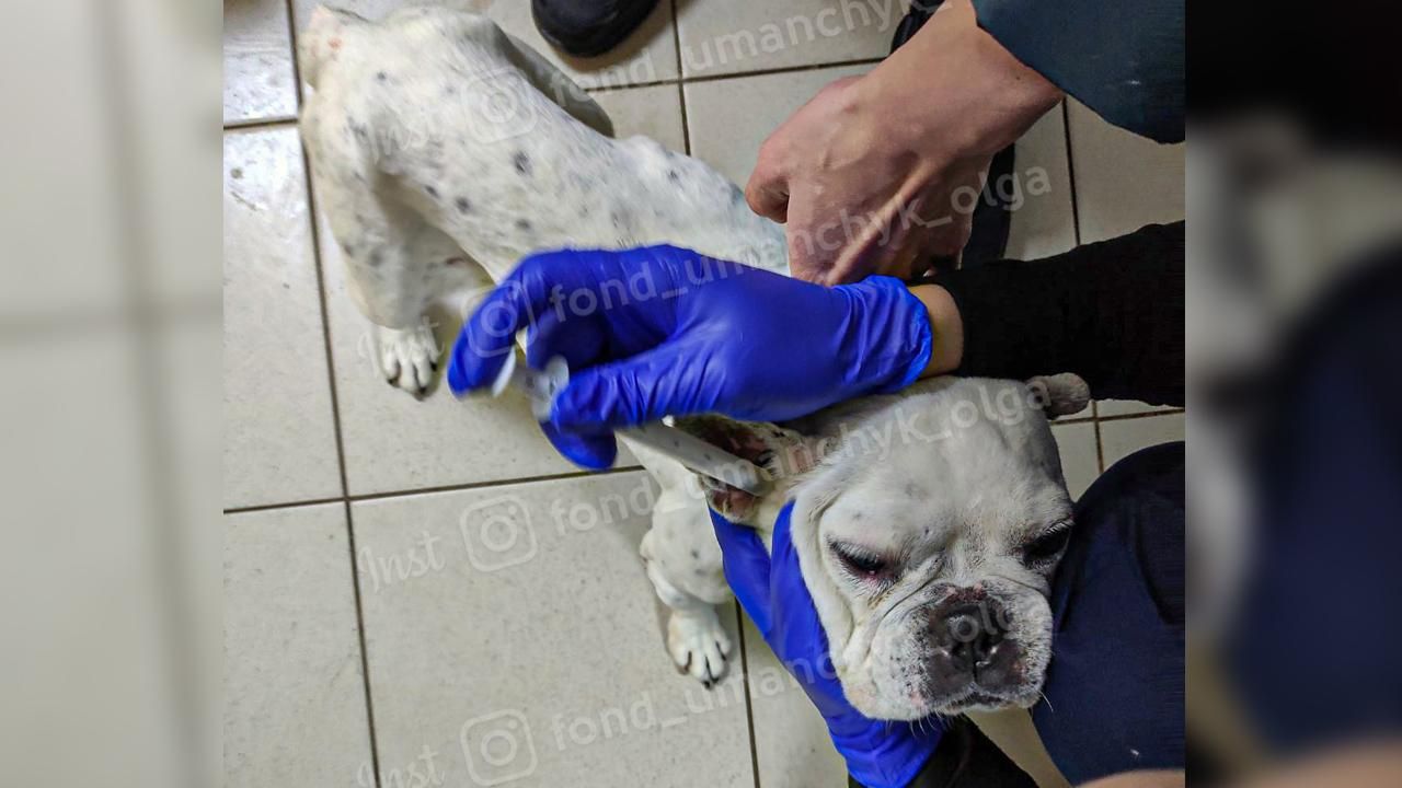 В Днепре чуть не убили голодовкой бульдога: врачи обнаружили несколько заболеваний В Днепре чуть не убили голодовкой бульдога: врачи обнаружили несколько заболеваний
