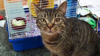 6 лет и 2 тысячи километров: как в США нашли давно потерянного кота