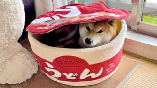 Хозяйка-волшебница: видео фокуса, что чрезвычайно поразил собаку