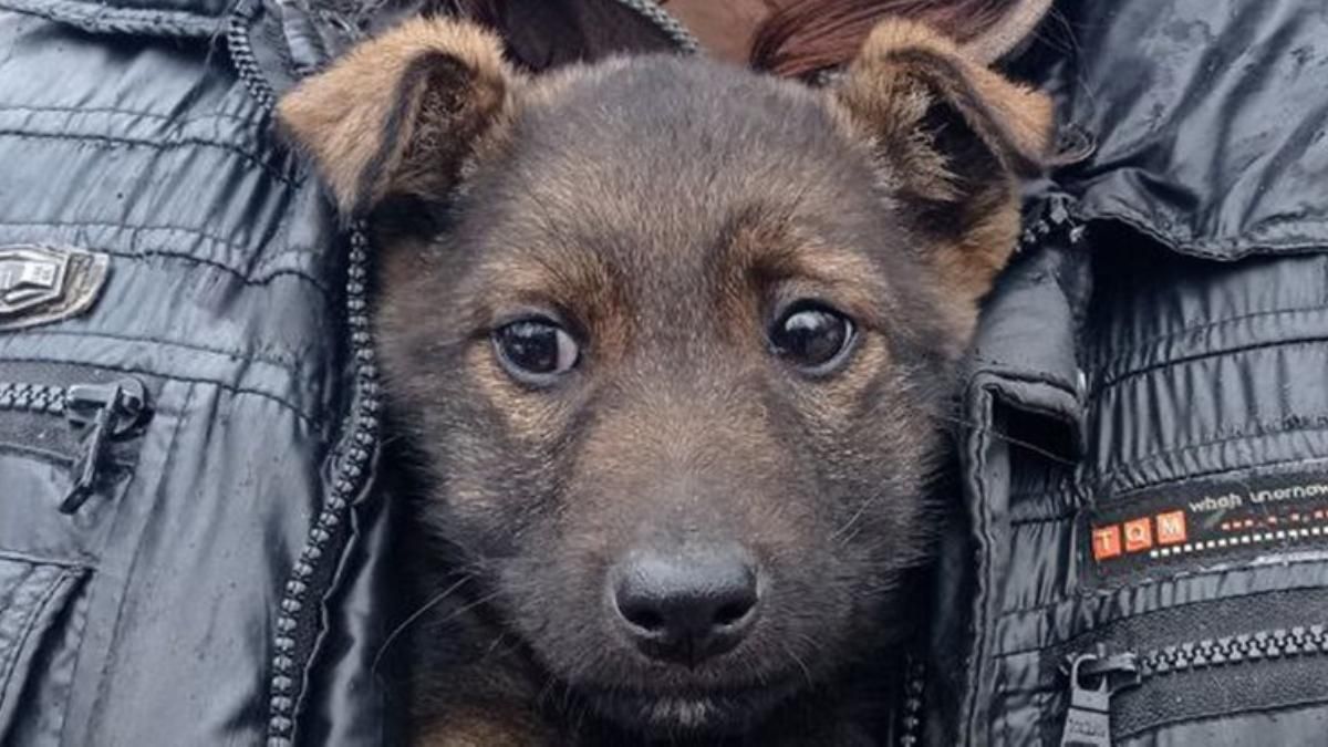 Проїхала під капотом з Кривого Рогу в Кропивницький: 3-місячна Христина шукає родину - Новини Кривого Рогу - Дніпро Проїхала під капотом з Кривого Рогу в Кропивницький: 3-місячна Христина шукає родину - Новини Кривого Рогу - Дніпро