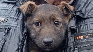 Щенок проехал под капотом из Кривого Рога в Кропивницкий: 3-месячная Кристина ищет семью