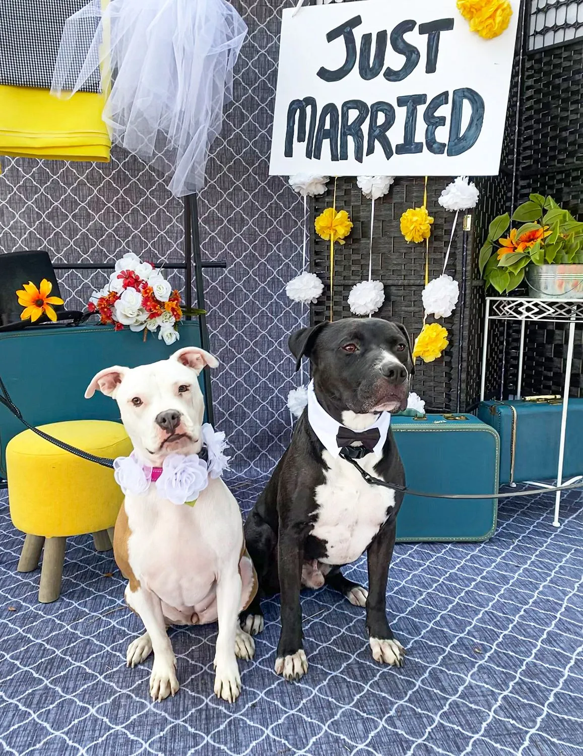 В США женили 160 пар собак