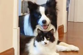 Собака и кот выглядят так, будто родились близнецами: милое видео