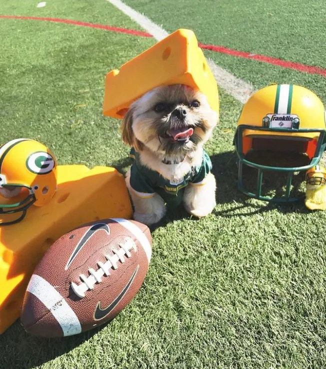 Грають в футбол або вболівають: користувачі мережі поділилися кумедними фото собак