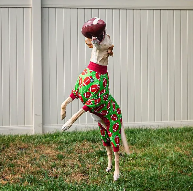 Играют в футбол или болеют: пользователи сети поделились забавными фото собак