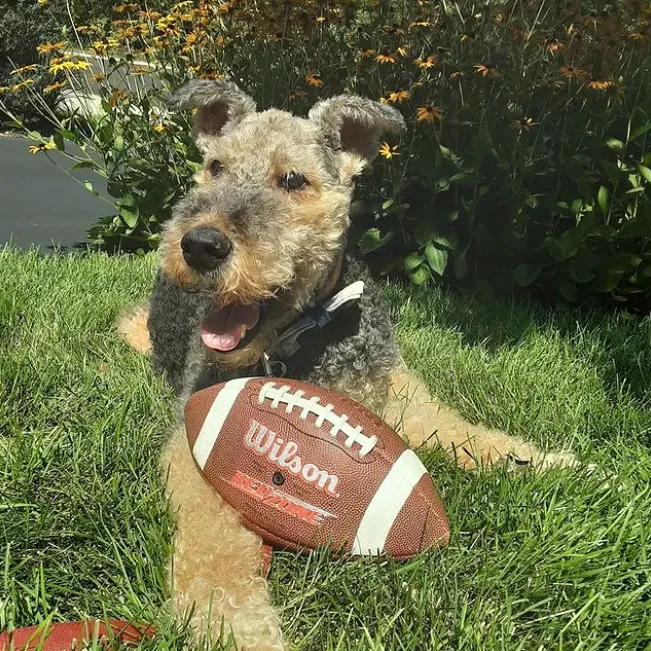 Играют в футбол или болеют: пользователи сети поделились забавными фото собак