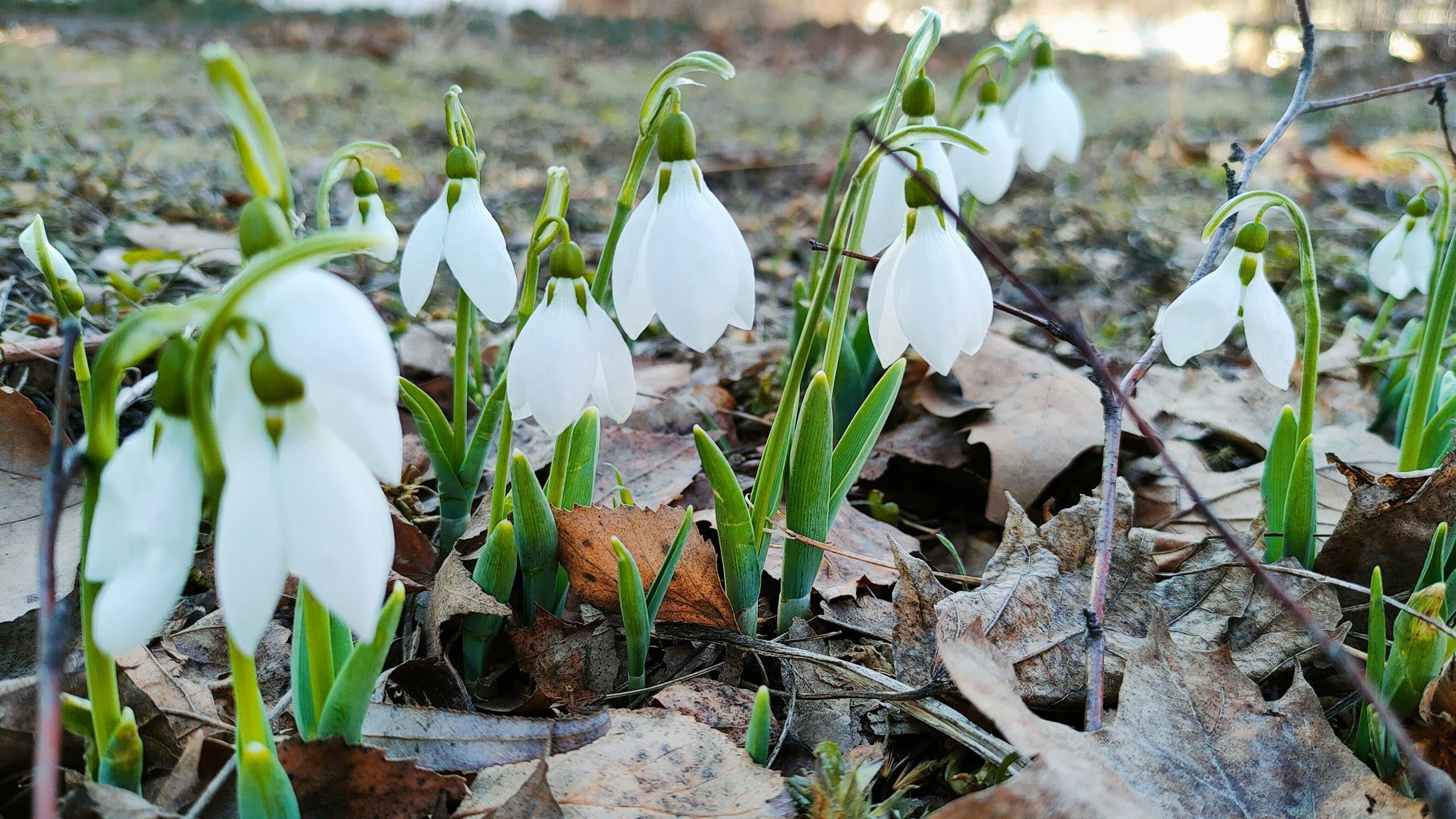 В Одесі розпустились перші проліски: дивовижні фото знахідки - Одеса В Одесі розпустились перші проліски: дивовижні фото знахідки - Одеса