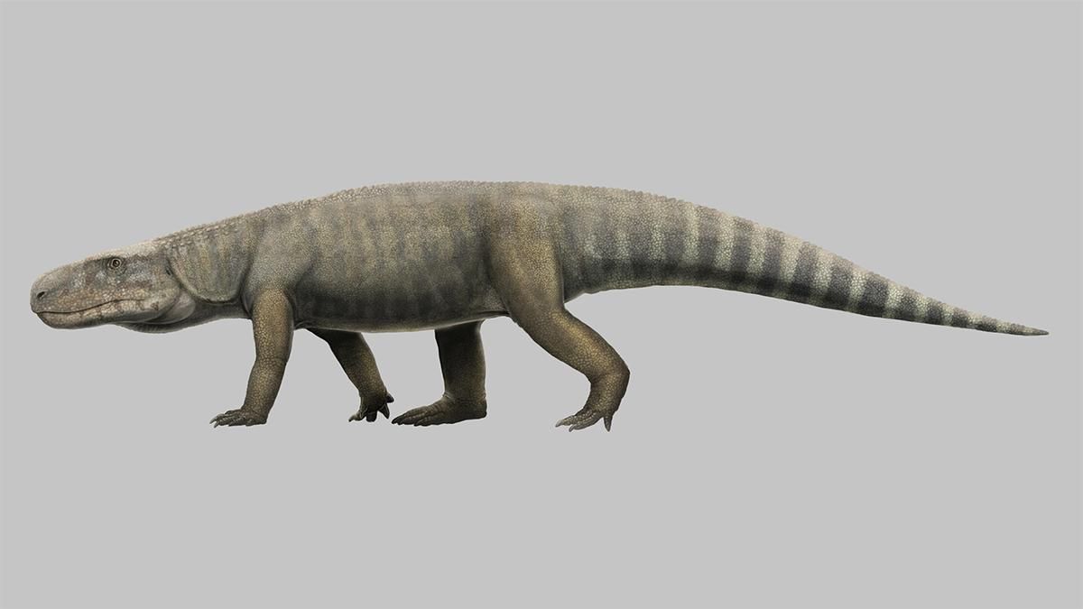 Розкопали давно, визнали – сьогодні: виявлена відсутня ланка в еволюції крокодилів - Новини технологій - Техно Розкопали давно, визнали – сьогодні: виявлена відсутня ланка в еволюції крокодилів - Новини технологій - Техно