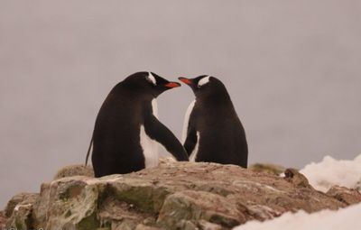 Закохані пінгвіни: українські полярники зробили неймовірні фото птахів в Антарктиді