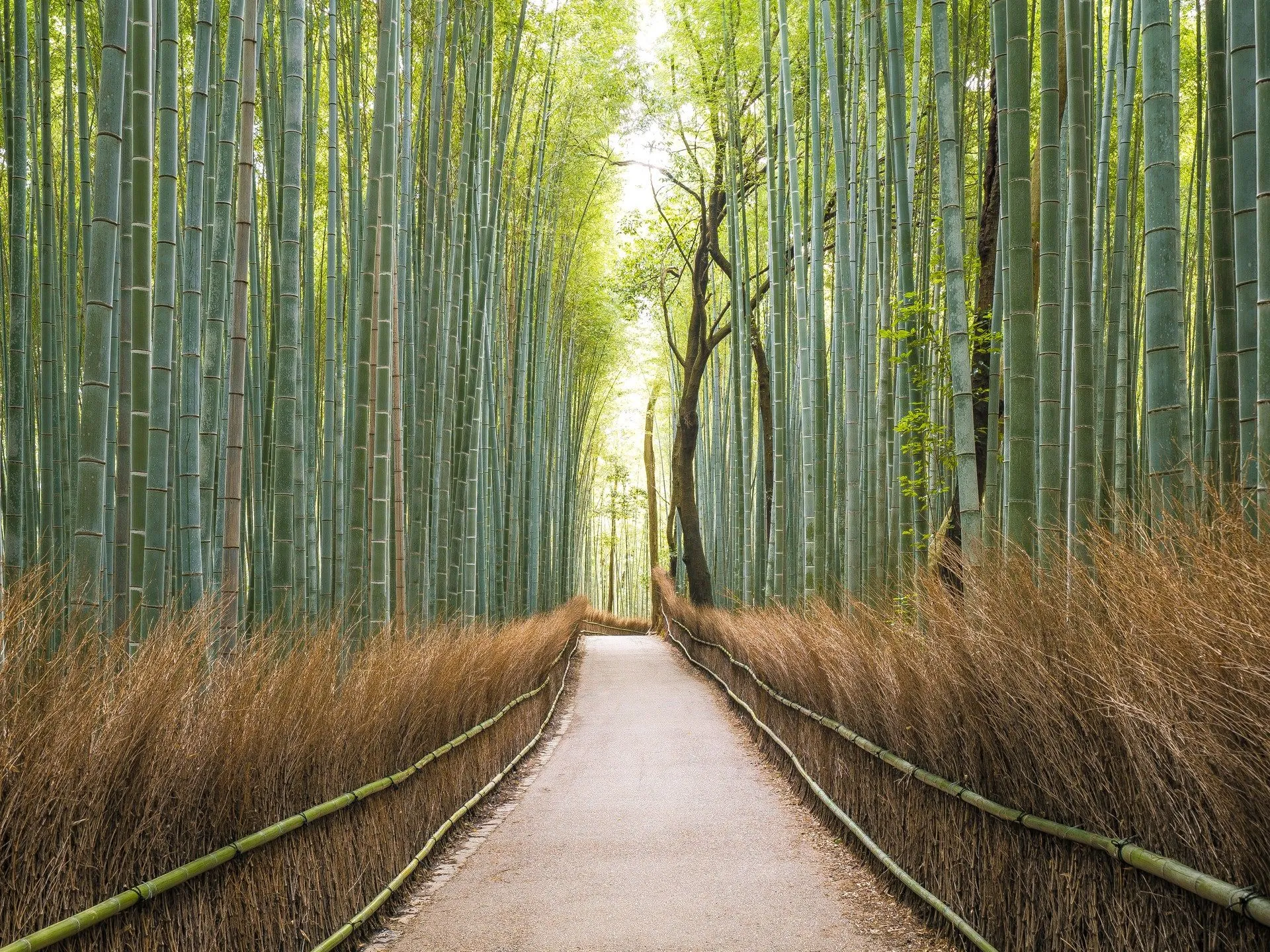 ліс Арашіями, Японія