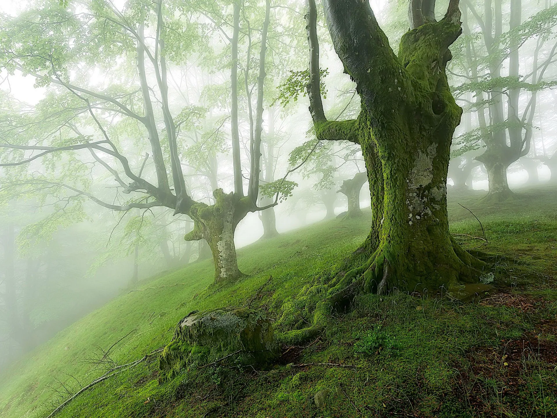 ліс Отзаррета в Іспанії