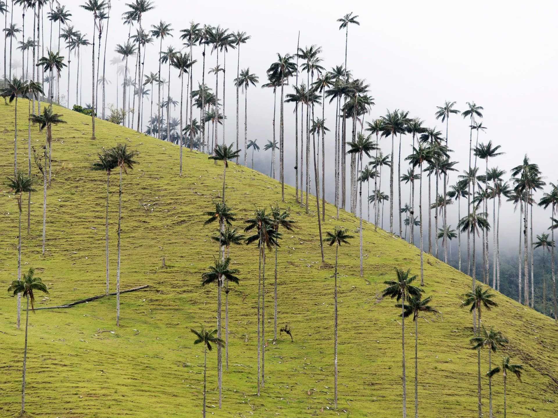 найвищі у світі пальми