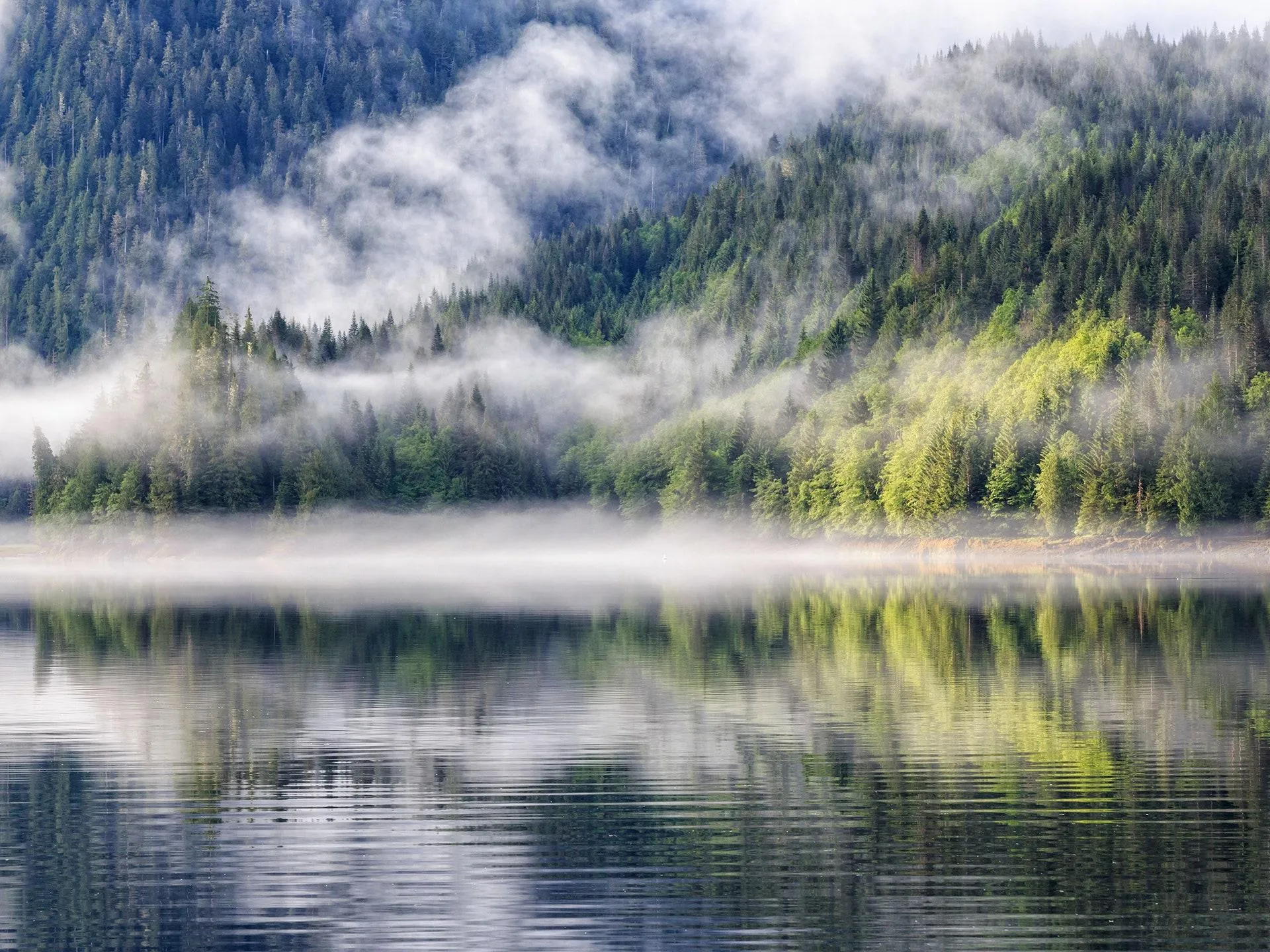 Великий ведмежий тропічний ліс Великий ведмежий тропічний ліс