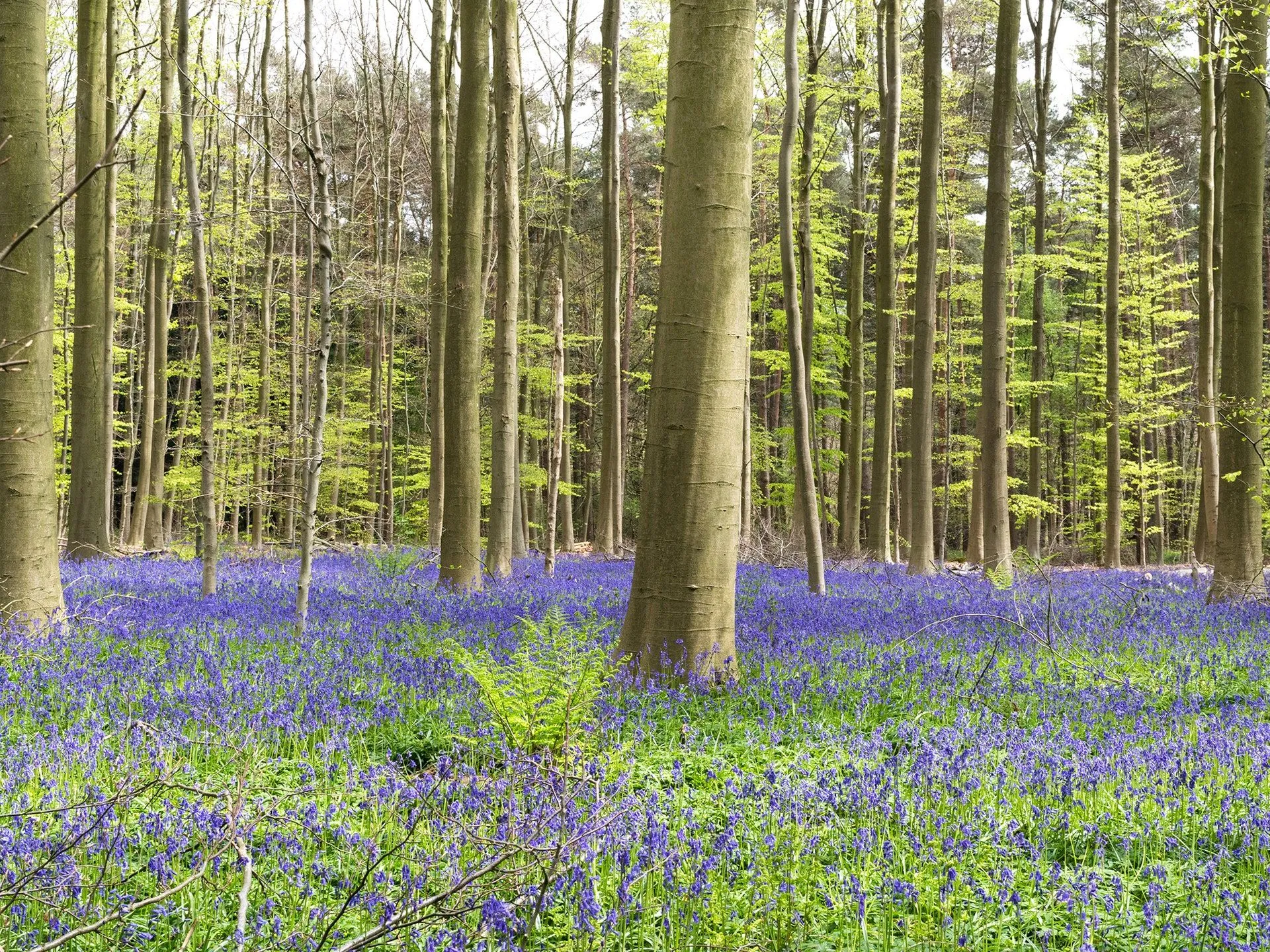 ліс Халлербос у Бельгії ліс Халлербос у Бельгії