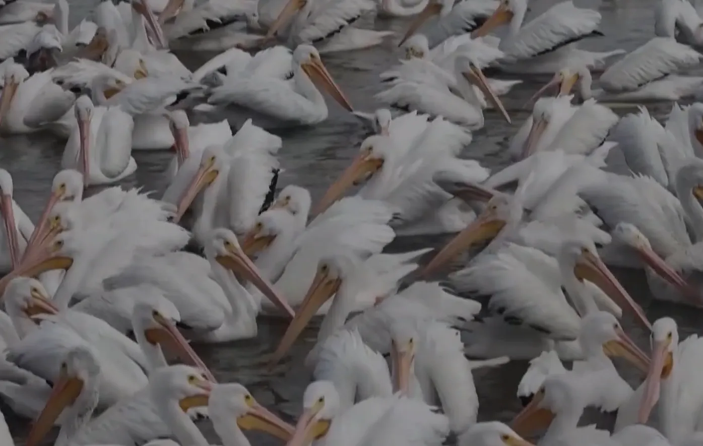 Щороку в село Петатан прилітають тисячі птахів
