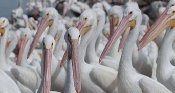 Увидеть тысячи белых пеликанов: в Мексике туристам предлагают впечатляющее развлечение