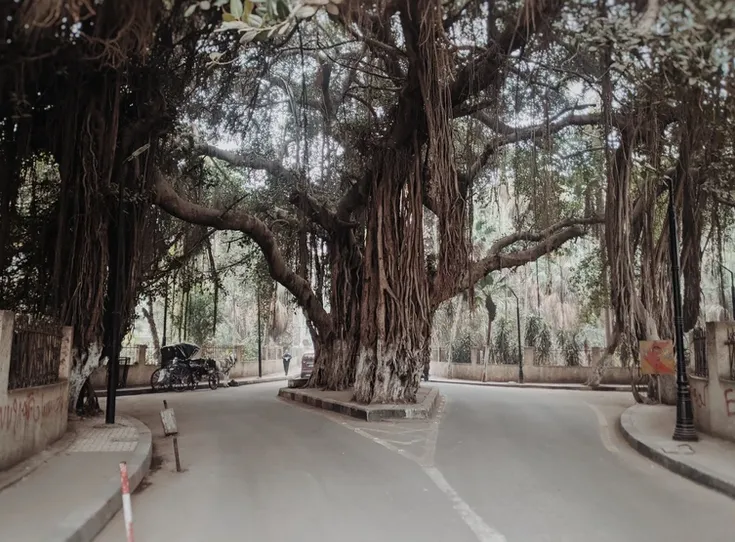 Дерево Замалек в роскошном районе Каира