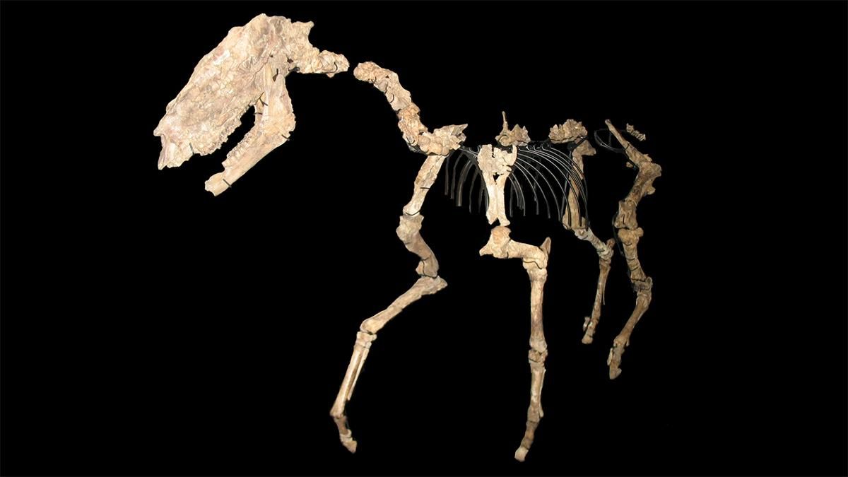 Ученые подтвердили странную закономерность в вымирании гипарионов Ученые подтвердили странную закономерность в вымирании гипарионов