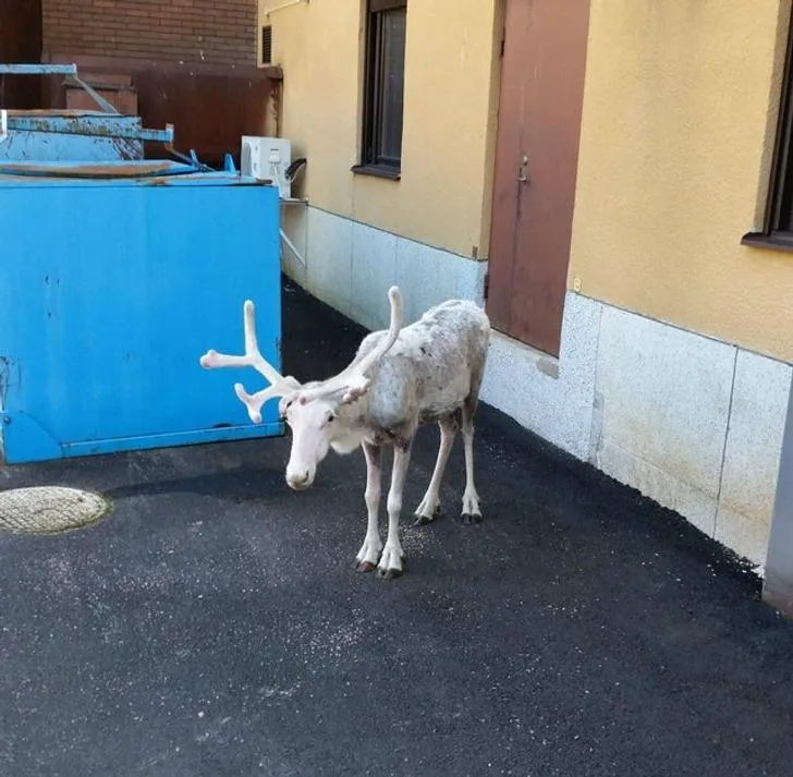 Особливості життя у Швеції Особливості життя у Швеції