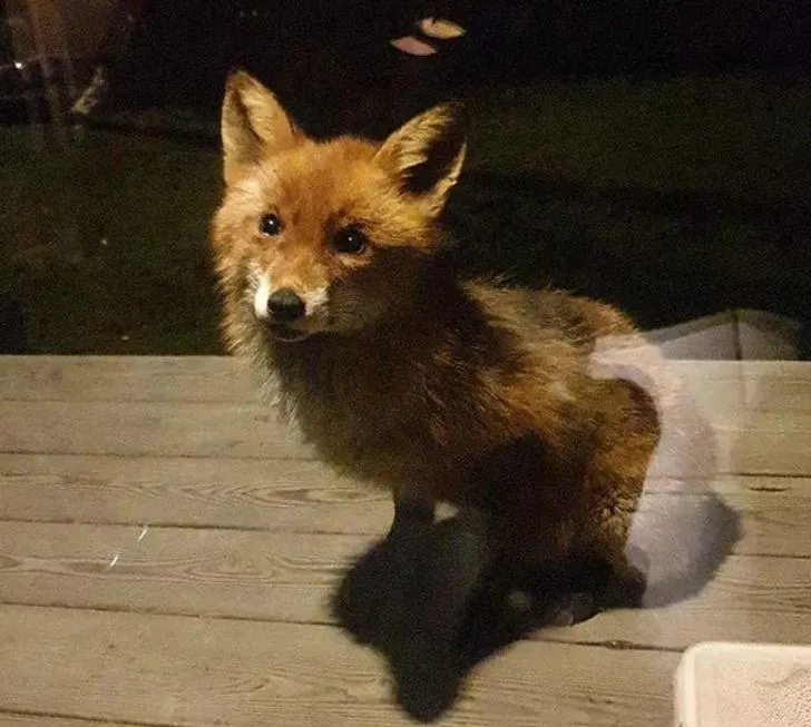 Особливості життя у Швеції Особливості життя у Швеції