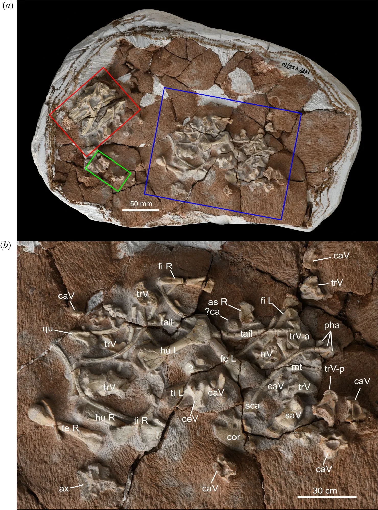 Варан Варан