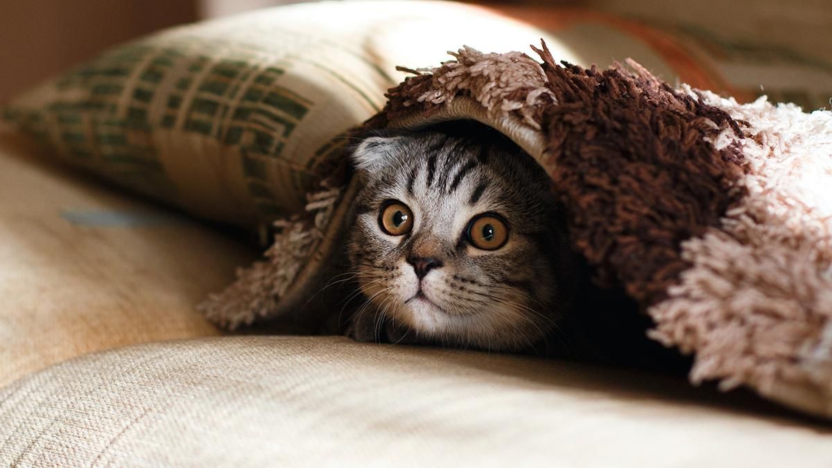 Не чіпайте котиків: російські магазини торгують нашийниками, які б'ють струмом за нявкання - Новини технологій - Техно