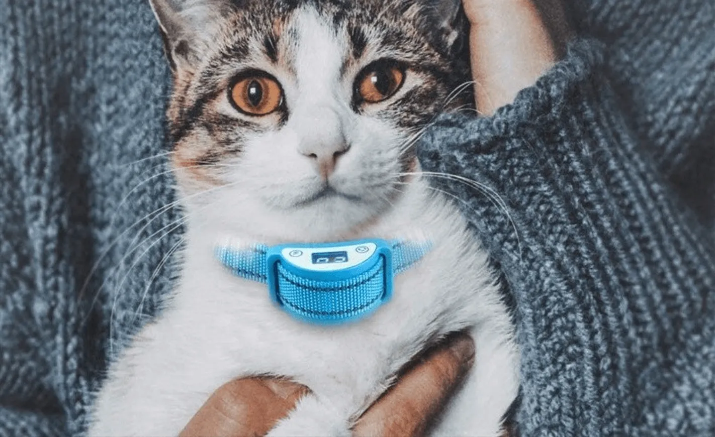 Так виглядає нашийник Так виглядає нашийник