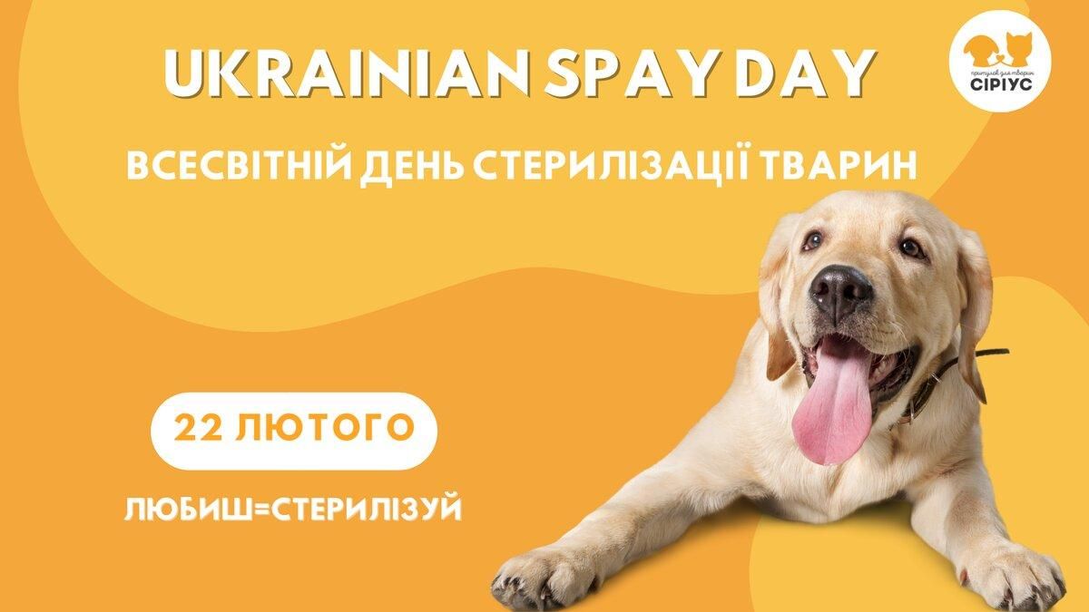 "Любишь = Стерилизуй": где в Киеве можно будет бесплатно прооперировать любимца