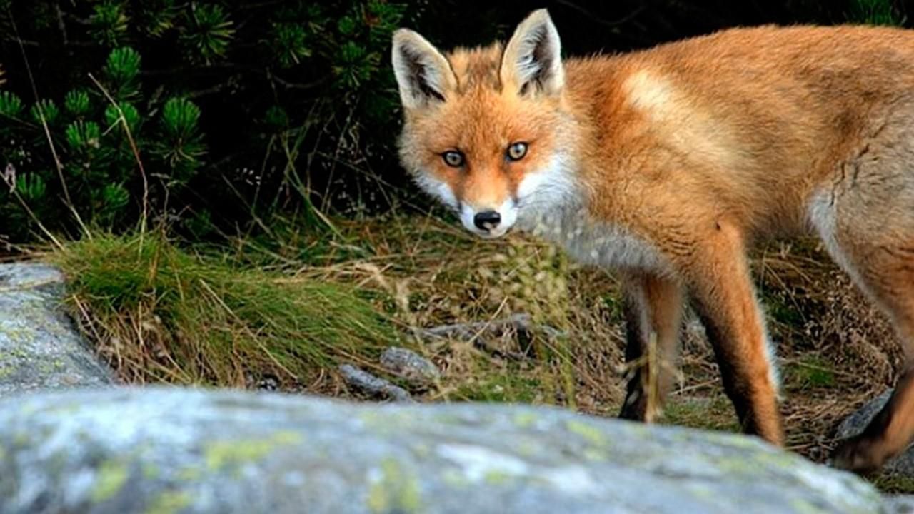 На Львовщине зафиксировали 3 случая бешенства: как избежать инфицирования На Львовщине зафиксировали 3 случая бешенства: как избежать инфицирования