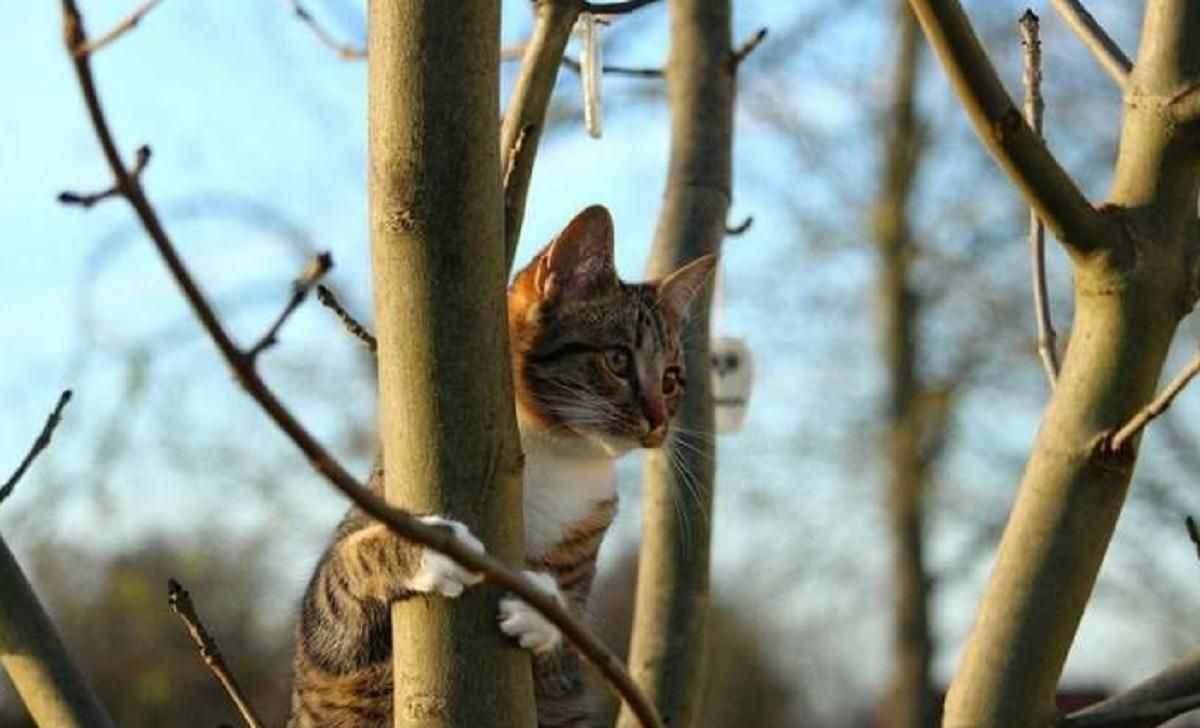 Невеликі дощі й до +13 градусів: прогноз погоди на 22 лютого - 24 Канал Невеликі дощі й до +13 градусів: прогноз погоди на 22 лютого - 24 Канал