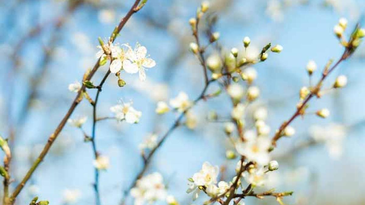 У Києві зафіксували закінчення рекордно короткої зими - Київ