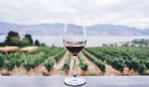 Як виготовляють вино в Ізраїлі: цікаві факти