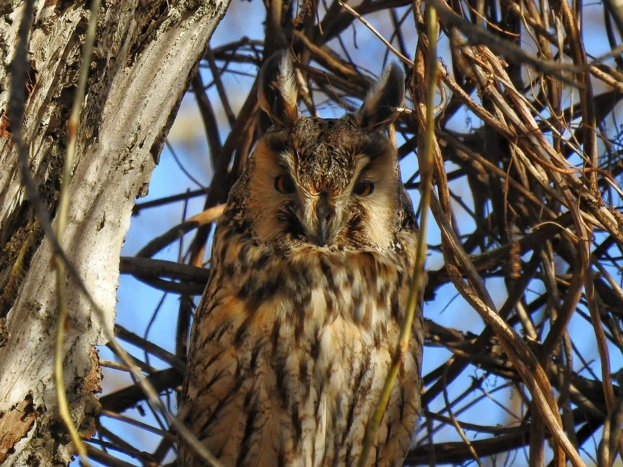 Під Дніпром виявили банду вухатих сов Під Дніпром виявили банду вухатих сов