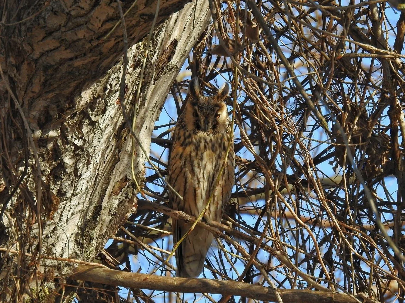 Під Дніпром виявили банду вухатих сов Під Дніпром виявили банду вухатих сов
