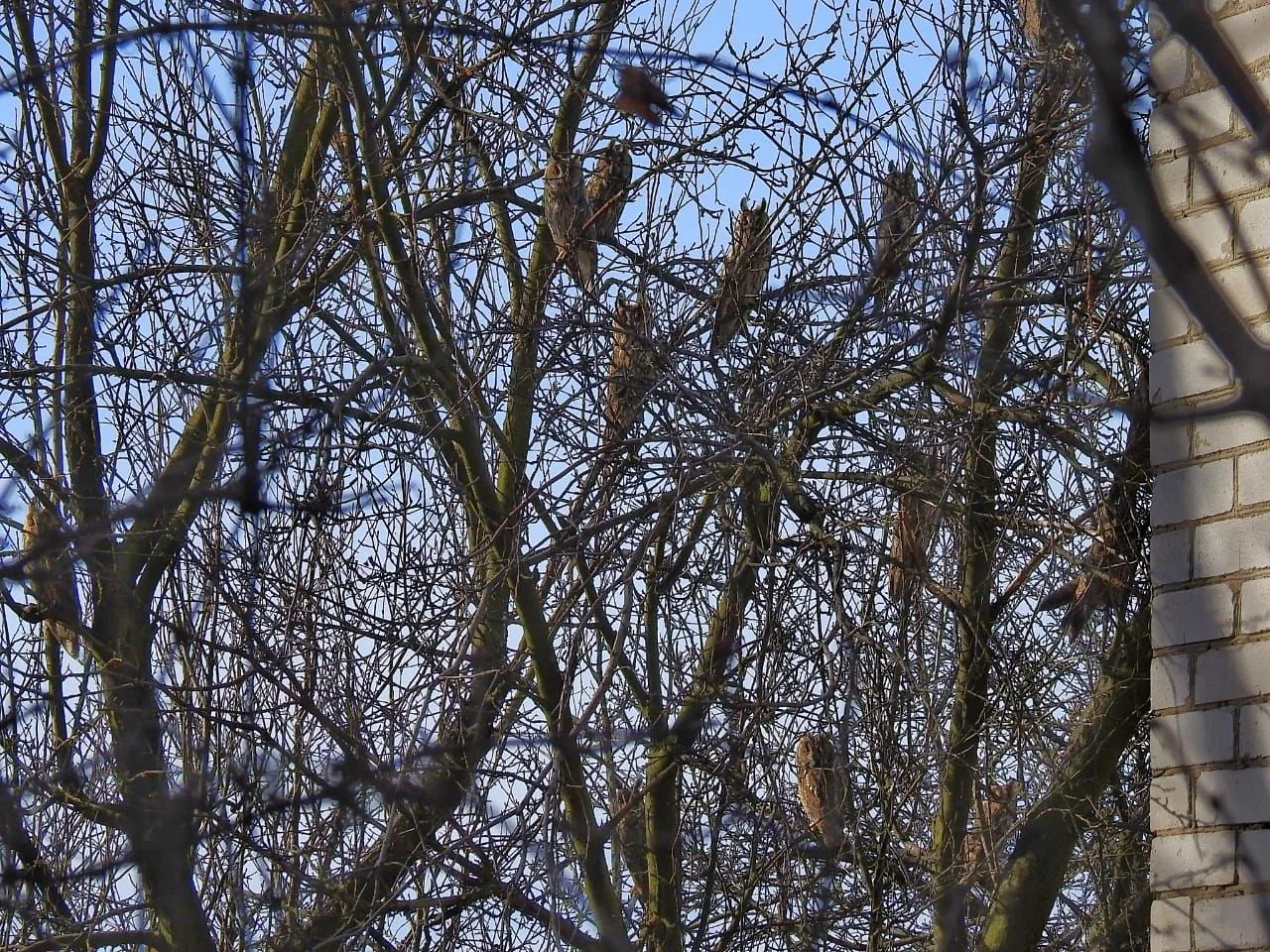 Під Дніпром виявили банду вухатих сов Під Дніпром виявили банду вухатих сов