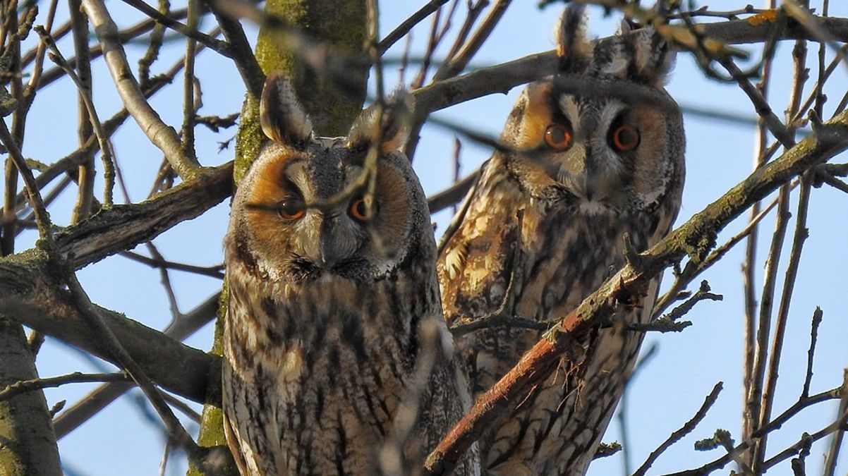 Под Днепром обнаружили "банду" ушастых сов: они отдыхали в спальном районе – удивительные фото Под Днепром обнаружили "банду" ушастых сов: они отдыхали в спальном районе – удивительные фото