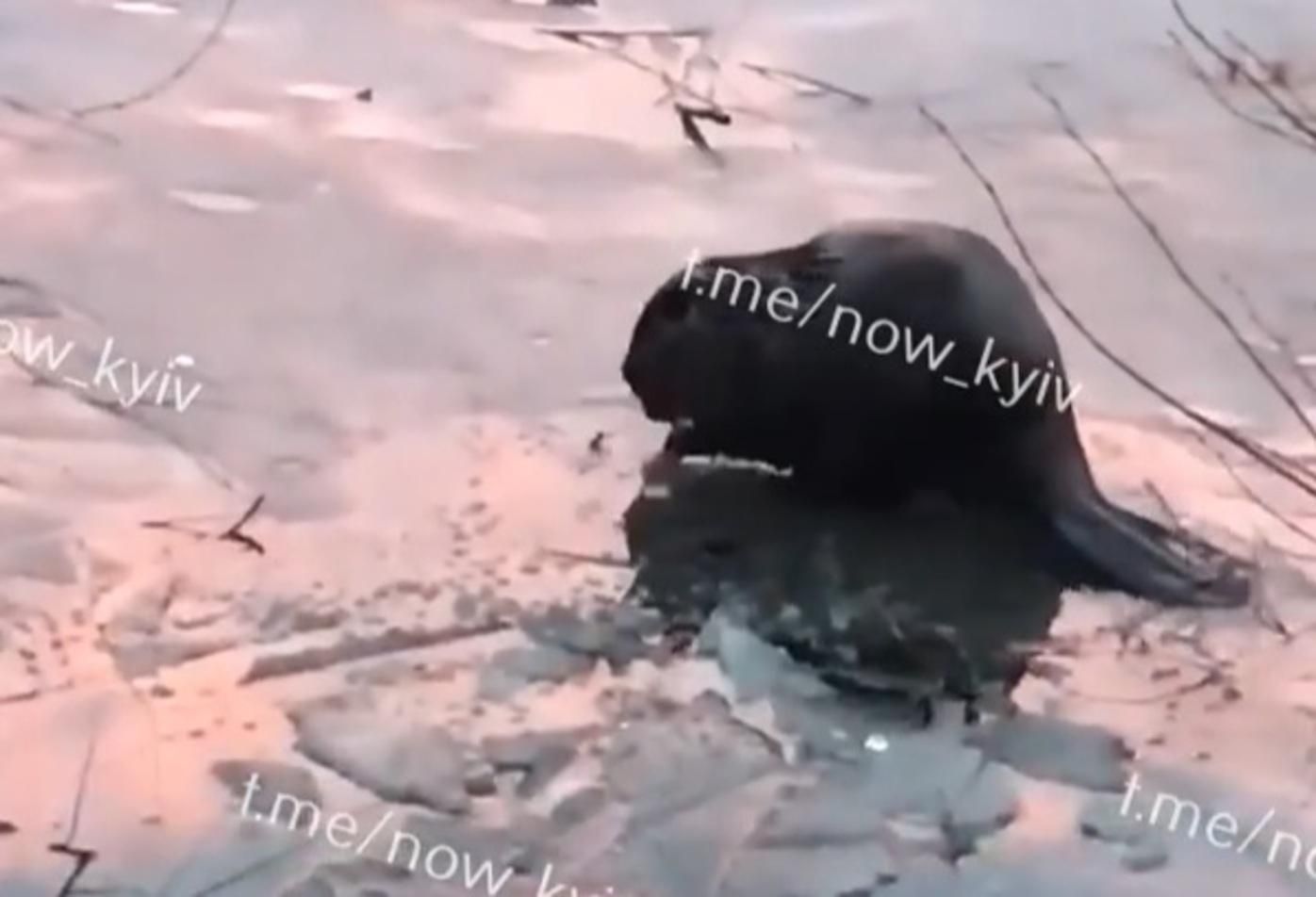 За ним доглядають комунальники: у Києві люди побачили бобра – цікаве відео - Київ За ним доглядають комунальники: у Києві люди побачили бобра – цікаве відео - Київ