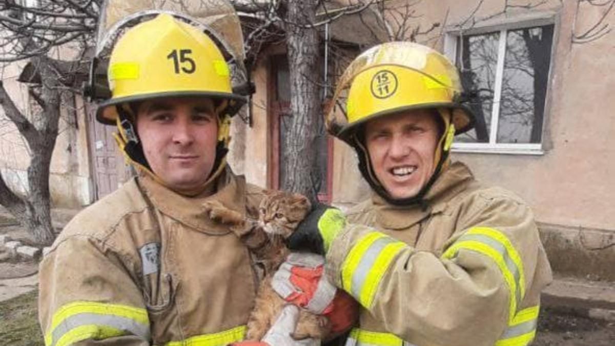 Спасатели в Одесской области спасли котика: милые фото Спасатели в Одесской области спасли котика: милые фото