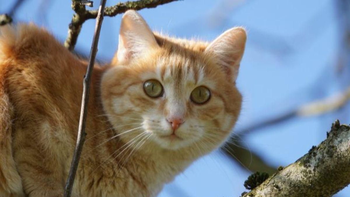 В Украине продолжается потепление: прогноз погоды на 24 февраля. В Украине продолжается потепление: прогноз погоды на 24 февраля.