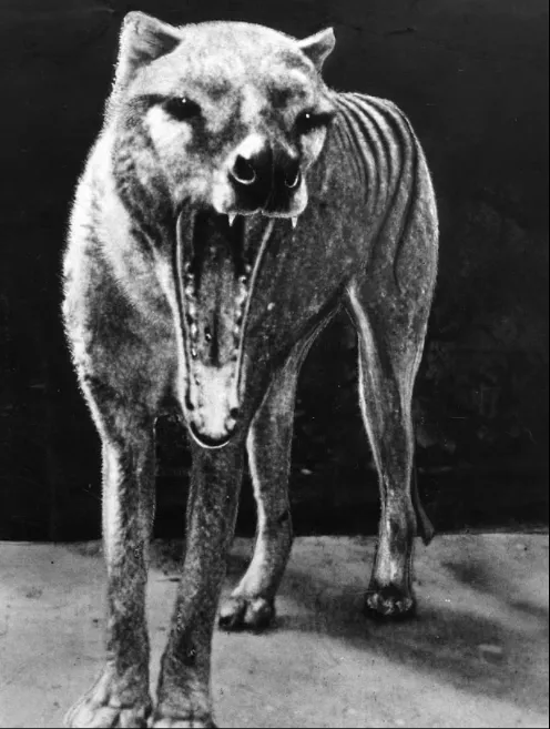 В Австралії побачили давно вимерлого звіра: ким він виявився насправді