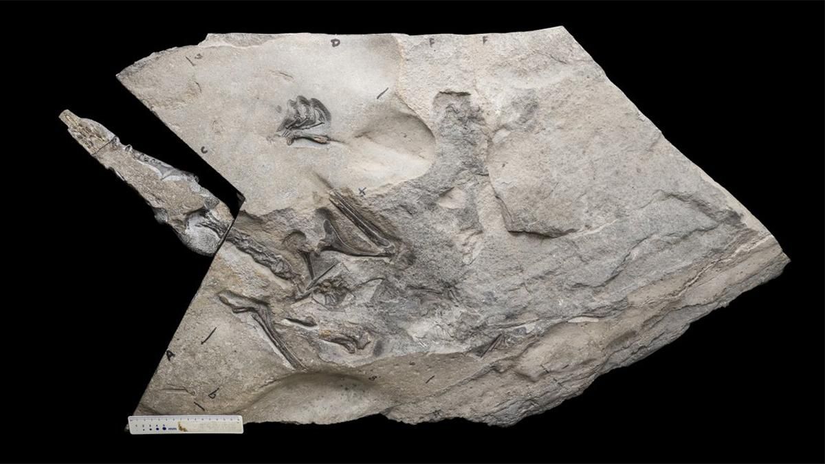 В Шотландии нашли скелет птерозавра: чем он примечателен - Техно