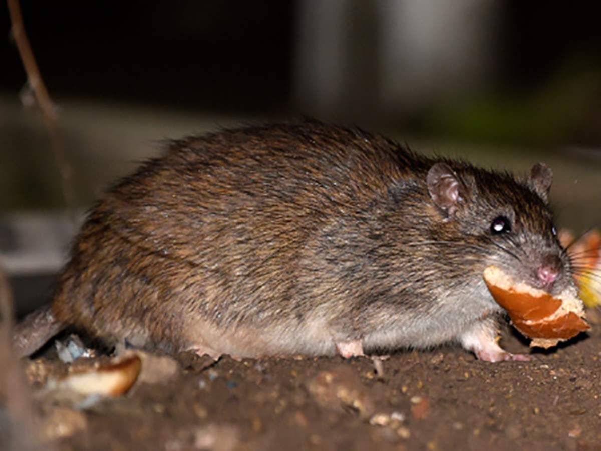 Жители киевской многоэтажки страдают от ужасного нашествия крыс